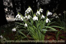 Snowdrops